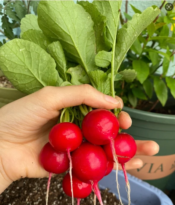 Good Cherry Radish Seeds best