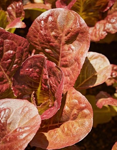 LE-YM4 Open Pollinated Purple Red Romaine Lettuce Seeds (LE-YM4) 2