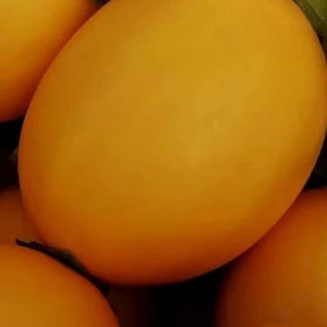 Semillas de melón de piel amarilla y pulpa blanca ME-JR（2）