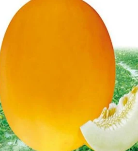 Semillas De Melón De Piel Amarilla Y Pulpa Blanca ME-JR