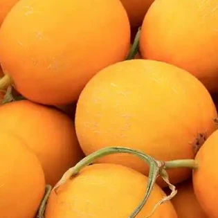 Semillas de melón de piel naranja-rojiza ME-028（2）